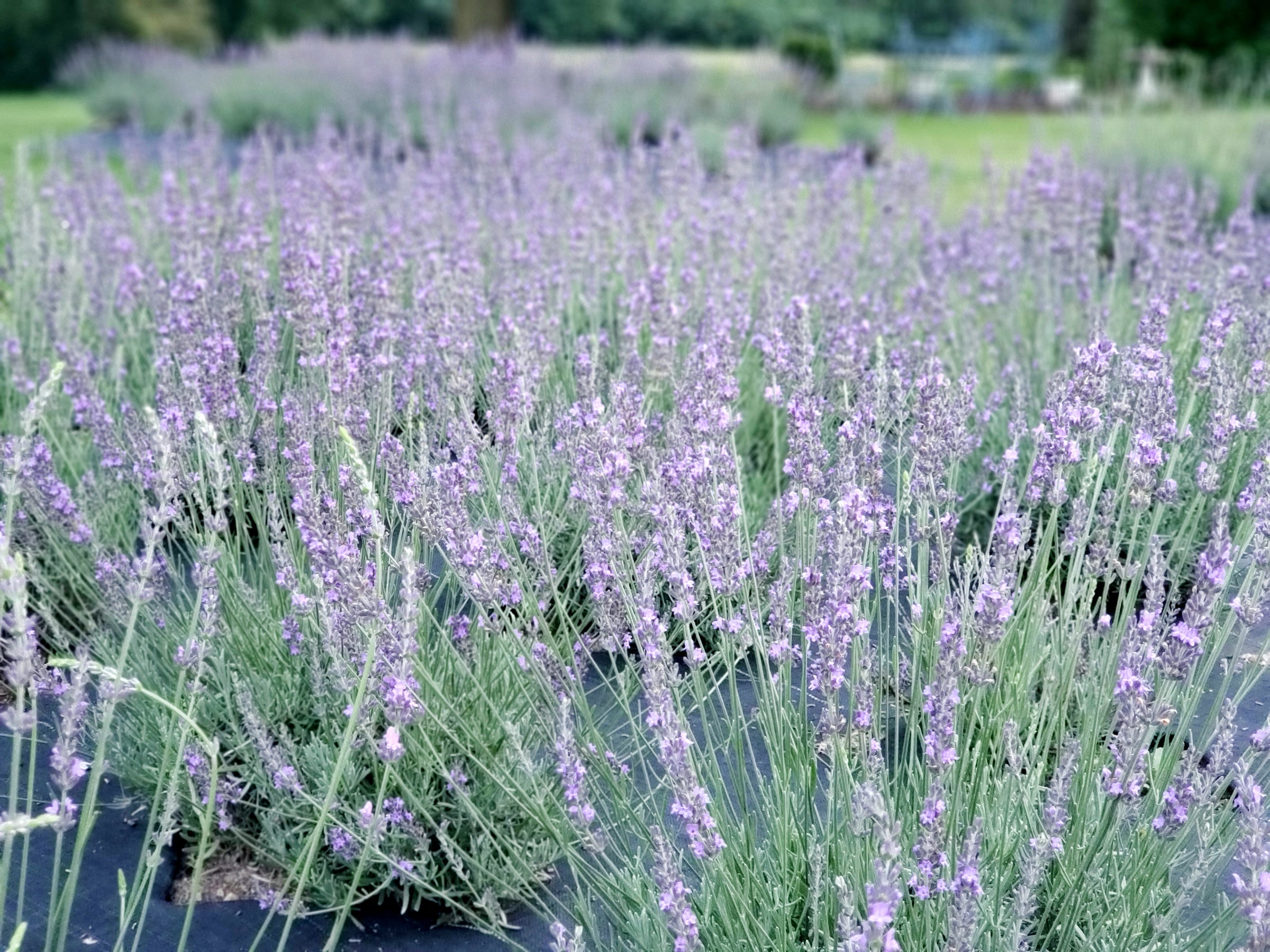 Lavender Bag (pattern) – Lavandula Farm