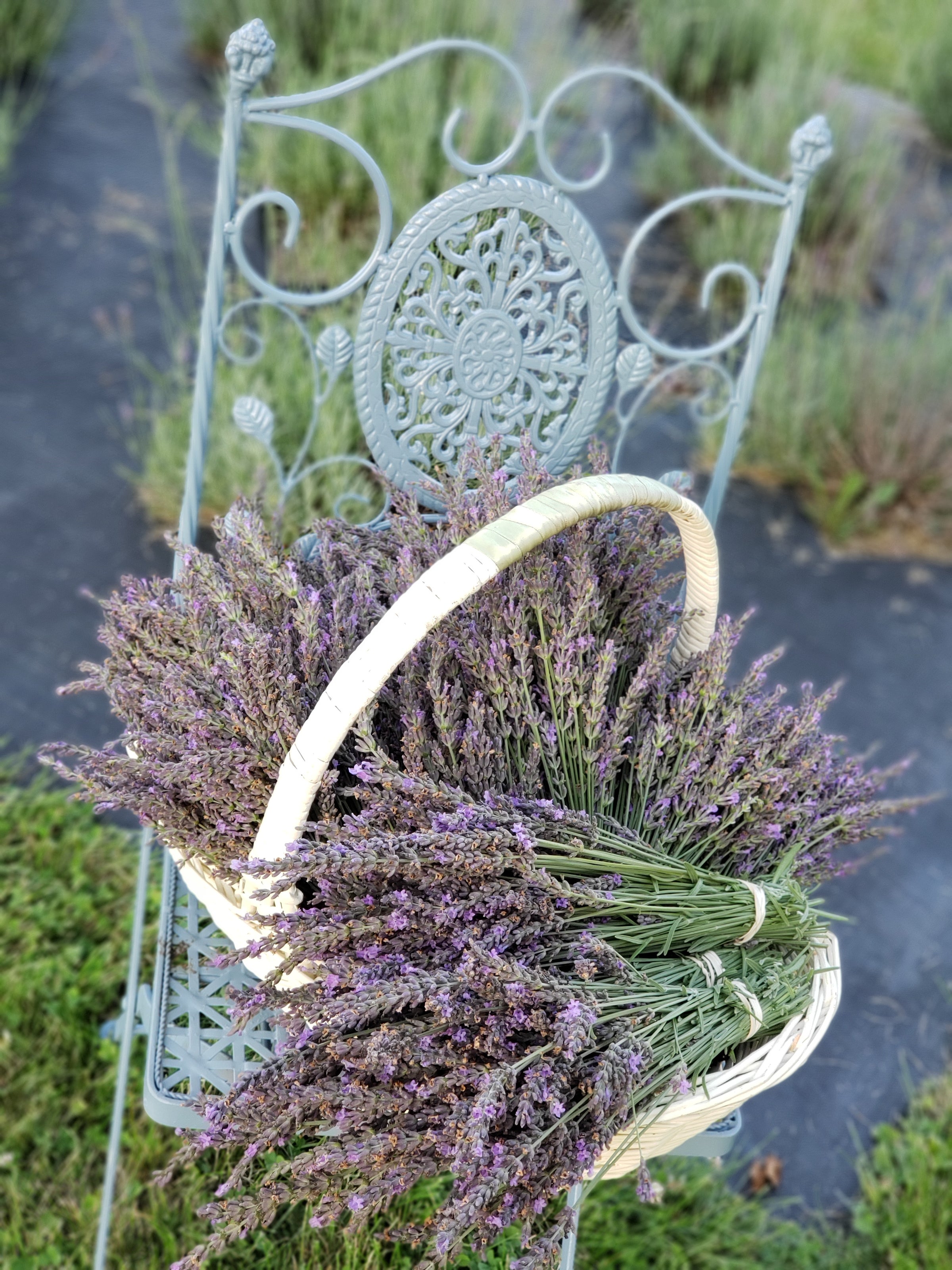 Lavender Plants Sale - Illinois  Lavender & Honey Creek Farm, Ltd.